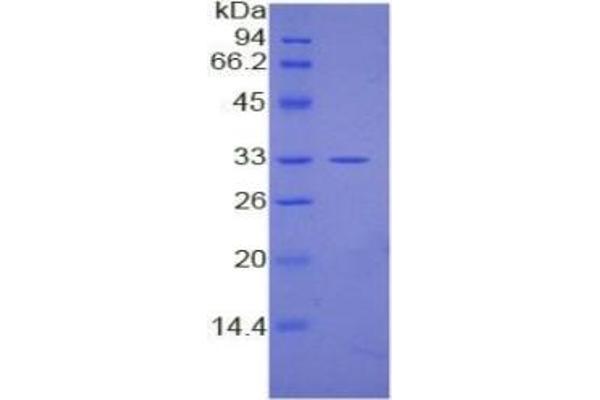 ERK2 ELISA Kit