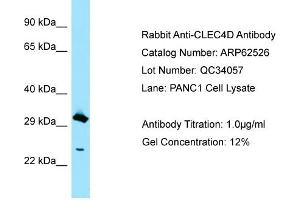 Image no. 1 for anti-C-Type Lectin Domain Family 4, Member D (CLEC4D) (C-Term) antibody (ABIN2789169)