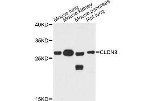 Image no. 1 for anti-Claudin 8 (CLDN8) antibody (ABIN3046280)