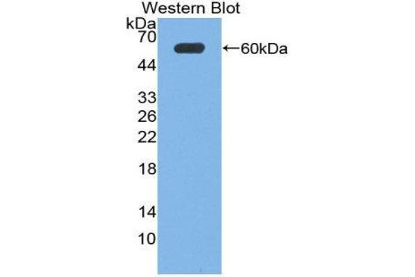 NPX1 antibody  (AA 115-364)