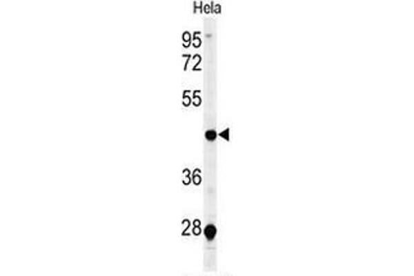 CHN2 antibody  (Middle Region)