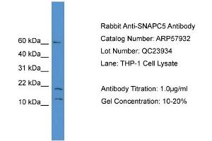 Image no. 2 for anti-Small Nuclear RNA Activating Complex, Polypeptide 5, 19kDa (SNAPC5) (N-Term) antibody (ABIN2787463)