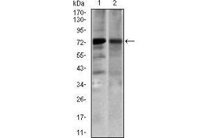 Image no. 2 for anti-Solute Carrier Family 27 (Fatty Acid Transporter), Member 5 (SLC27A5) (AA 508-570) antibody (ABIN1724761)