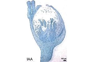 Image no. 1 for anti-Indole 3 Acetic Acid (IAA) antibody (ABIN125899)
