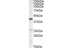 Image no. 2 for anti-Abhydrolase Domain Containing 5 (ABHD5) (Internal Region) antibody (ABIN190850)