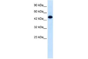 Image no. 3 for anti-E74-Like Factor 2 (Ets Domain Transcription Factor) (ELF2) (N-Term) antibody (ABIN2777387)