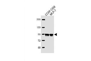 Image no. 4 for anti-Aftiphilin (AFTPH) (AA 844-871), (C-Term) antibody (ABIN651958)