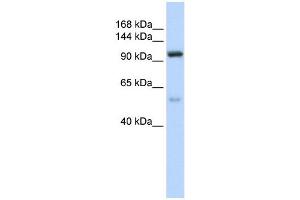 Image no. 1 for anti-Nucleolar Protein 6 (NOL6) antibody (ABIN633317)