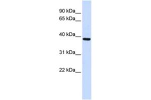 Image no. 1 for anti-F-Box Protein 24 (FBXO24) antibody (ABIN2463912)