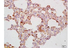 anti-Anterior Pharynx Defective 1 Homolog A (C. Elegans) (APH1A) (AA 71-170) antibody