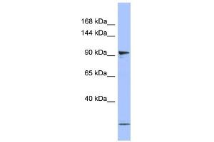PSMD1 antibody  (N-Term)