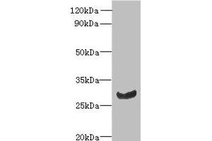 C11orf68 antibody  (AA 1-251)