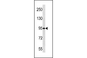 Image no. 1 for anti-NEL-Like 1 (NELL1) (AA 115-143), (N-Term) antibody (ABIN1881575)