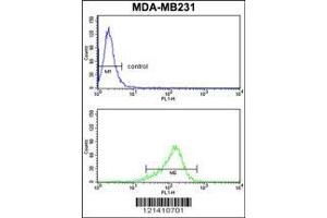 Image no. 3 for anti-Interleukin 12 alpha (IL12A) antibody (ABIN2487861)