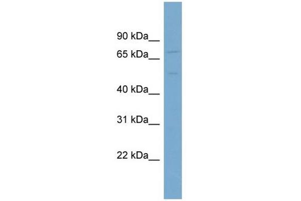 anti-Solute Carrier Family 7 (Cationic Amino Acid Transporter, Y+ System), Member 1 (SLC7A1) (N-Term) antibody