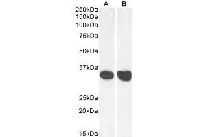Image no. 3 for anti-Malate Dehydrogenase 2, NAD (Mitochondrial) (MDH2) (AA 221-232) antibody (ABIN5539865)