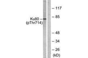 Western blot analysis of extracts from COS7 cells, using Ku80 (Phospho-Thr714) Antibody.