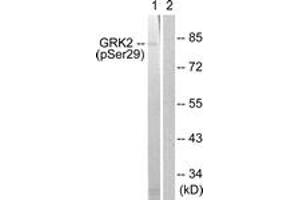 Image no. 1 for anti-Adrenergic, Beta, Receptor Kinase 1 (ADRBK1) (AA 14-63), (pSer29) antibody (ABIN1531323)