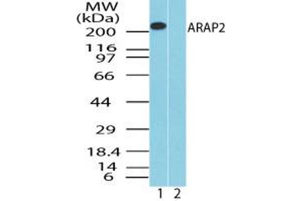 ARAP2 Antikörper  (AA 1670-1720)