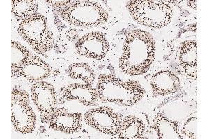 Image no. 1 for anti-Goosecoid Homeobox (GSC) (N-Term) antibody (ABIN6925927)