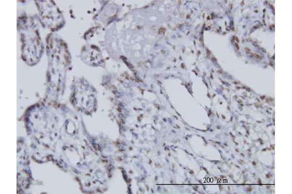 CCRN4L Antikörper  (AA 64-152)