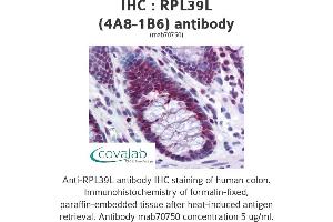 Image no. 2 for anti-Ribosomal Protein L39-Like (RPL39L) (AA 1-52), (full length) antibody (ABIN1723607)