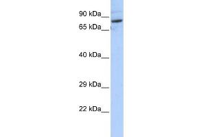 Image no. 1 for anti-serine Palmitoyltransferase, Long Chain Base Subunit 2 (SPTLC2) (N-Term) antibody (ABIN2783451)