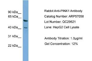 Image no. 2 for anti-PIN2/TERF1 Interacting, Telomerase Inhibitor 1 (PINX1) (Middle Region) antibody (ABIN2787041)