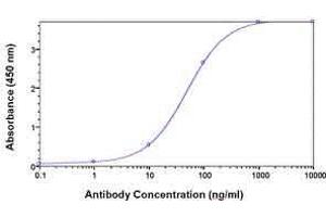 Image no. 1 for anti-N-Myristoyltransferase 2 (NMT2) (AA 1-188) antibody (ABIN2468054)