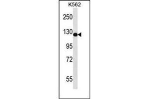 Image no. 1 for anti-RAS Protein Activator Like 2 (RASAL2) (AA 674-703), (Middle Region) antibody (ABIN954459)