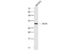 Image no. 1 for anti-VAMP (Vesicle-Associated Membrane Protein)-Associated Protein A, 33kDa (VAPA) (AA 101-200) antibody (ABIN705521)
