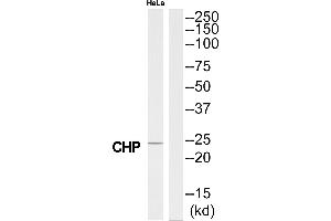 Image no. 1 for anti-Calcium Binding Protein P22 (CHP) (N-Term) antibody (ABIN1575627)