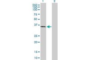 Western Blot analysis of SFXN3 expression in transfected 293T cell line by SFXN3 MaxPab polyclonal antibody.