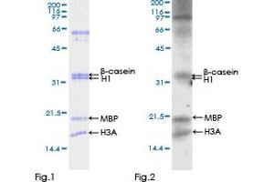 OXSR1 Protein (AA 1-527) (GST tag)