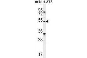 Image no. 3 for anti-Transmembrane Anterior Posterior Transformation 1 (TAPT1) (AA 533-562), (C-Term) antibody (ABIN955076)