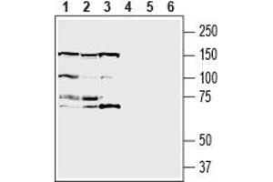Western blot analysis of human MCF-7 breast adenocarcinoma cell line lysate (lanes 1 and 4), human U-87 MG glioblastoma cell line lysate (lanes 2 and 5) and human THP-1 monocytic leukemia cell line lysate (lanes 3 and 6): - 1-3.