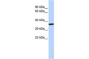 Image no. 1 for anti-NK2 Homeobox 2 (Nkx2-2) (N-Term) antibody (ABIN2780436)