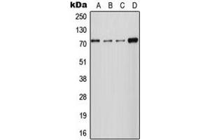 anti-Solute Carrier Family 24 (Sodium/potassium/calcium Exchanger), Member 2 (SLC24A2) (Center) antibody