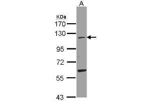 Image no. 1 for anti-Ubiquitin-Like Modifier Activating Enzyme 7 (UBA7) (N-Term) antibody (ABIN2855770)