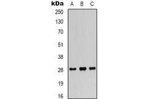 Image no. 1 for anti-Fibroblast Growth Factor 18 (FGF18) (C-Term) antibody (ABIN2957575)