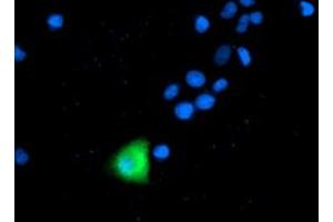 Image no. 8 for anti-Anaphase Promoting Complex Subunit 2 (ANAPC2) antibody (ABIN1496634)