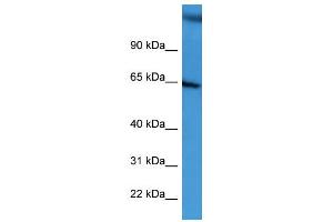 Image no. 1 for anti-Basal Cell Adhesion Molecule (Lutheran Blood Group) (BCAM) (C-Term) antibody (ABIN2788376)