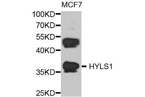Image no. 1 for anti-Hydrolethalus Syndrome 1 (HYLS1) antibody (ABIN2736927)