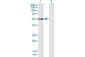 Glycerol Kinase antibody  (AA 1-524)