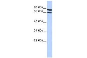 Image no. 1 for anti-Solute Carrier Family 6 (Neutral Amino Acid Transporter), Member 15 (SLC6A15) (AA 180-229) antibody (ABIN6740852)