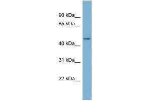 Image no. 1 for anti-Enolase Superfamily Member 1 (ENOSF1) (N-Term) antibody (ABIN2786994)