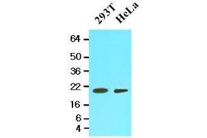 Image no. 2 for anti-Peptidylprolyl Isomerase F (PPIF) (AA 30-207) antibody (ABIN934044)