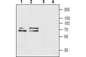 anti-Purinergic Receptor P2X, Ligand Gated Ion Channel 1 (P2RX1) (AA 270-283), (Extracellular Loop) antibody