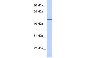 Image no. 1 for anti-Adrenergic, beta-1-, Receptor (ADRB1) (Middle Region) antibody (ABIN634512)