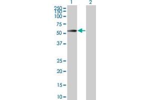 Image no. 1 for anti-CDC42 Effector Protein (Rho GTPase Binding) 1 (CDC42EP1) (AA 1-391) antibody (ABIN524552)